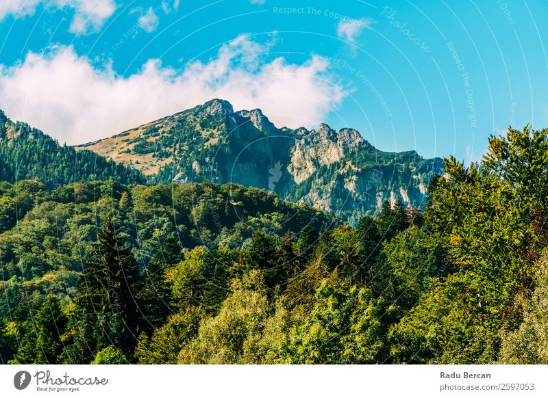 Schöne Karpatenlandschaft Sommerlandschaft in Rumänien Berge u. Gebirge Landschaft schön Natur Wald Panorama (Bildformat) Himmel grün Aussicht