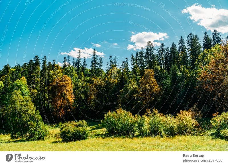 Schöne Karpatenlandschaft Sommerlandschaft in Rumänien Berge u. Gebirge Landschaft schön Natur Wald Panorama (Bildformat) Himmel grün Aussicht