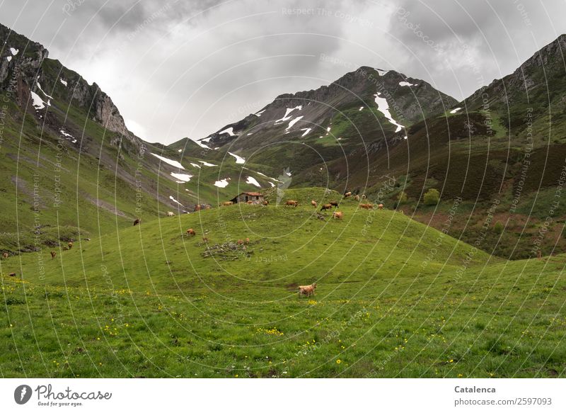 Alm mit Kuherde wandern Umwelt Natur Landschaft Pflanze Tier Gewitterwolken Frühling schlechtes Wetter Schnee Berge u. Gebirge Hütte Hirtenhütte Nutztier