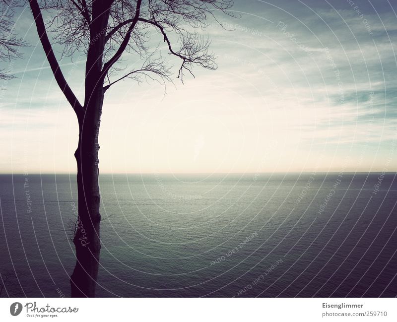 Ostseeblick Landschaft Wasser Winter Baum Meer Gewässer ästhetisch Ferne blau weiß Rügen Insel Blick Blick nach vorn Horizont Wolken Himmel (Jenseits)