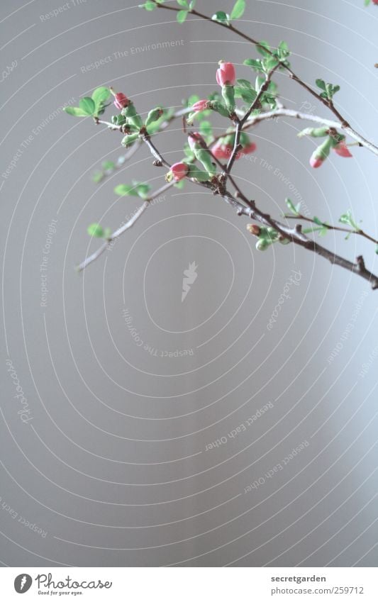 verzweigt. Wohnung Dekoration & Verzierung Raum Pflanze Frühling Blatt Blüte Grünpflanze Quittenblüte Blühend niedlich grün rosa weiß Frühlingsgefühle