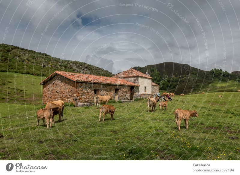 Auf der Alm, eine Kapelle und Kuhherde 4 Mensch Natur Landschaft Himmel Wolken Frühling Gras Wiese Hügel Felsen Haustier Hund Tiergruppe Stein beobachten blau