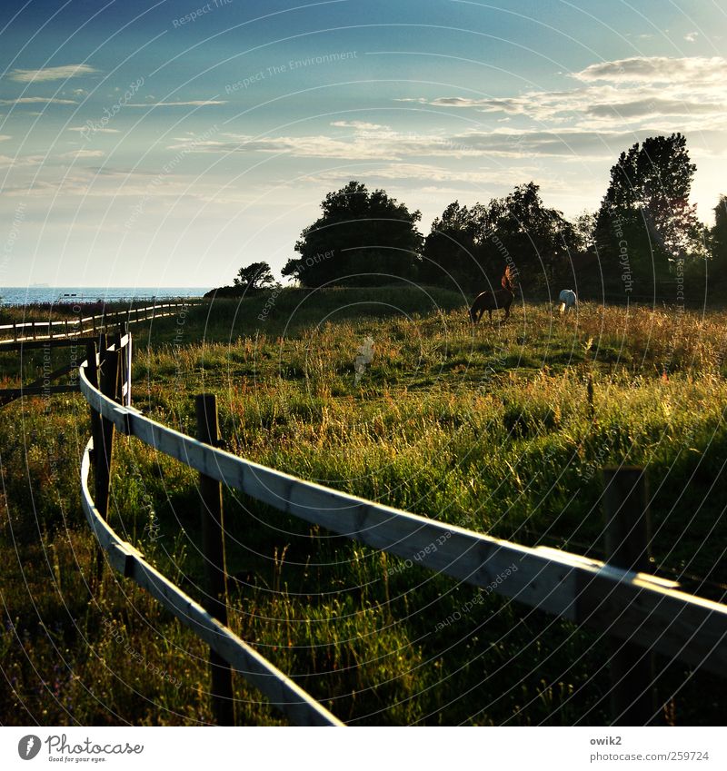 Rückenwind Freiheit Umwelt Natur Landschaft Pflanze Tier Wasser Himmel Wolken Klima Schönes Wetter Wind Nutztier Pferd 2 Fressen stehen Zusammensein Tierliebe