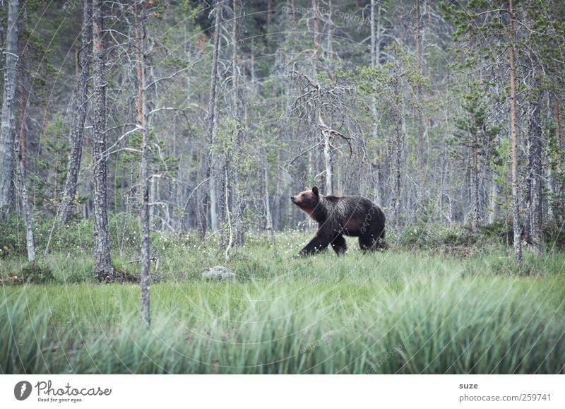 Meister Petz Jagd Umwelt Natur Landschaft Tier Wiese Wald Fell Wildtier 1 beobachten bedrohlich klein Neugier stark wild braun grün Kraft Appetit & Hunger Angst