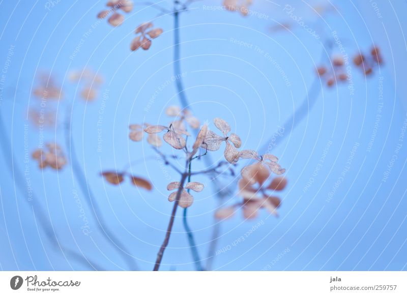 bleu Umwelt Natur Pflanze Blatt Blüte ästhetisch natürlich blau braun Farbfoto Außenaufnahme Menschenleer Hintergrund neutral Tag