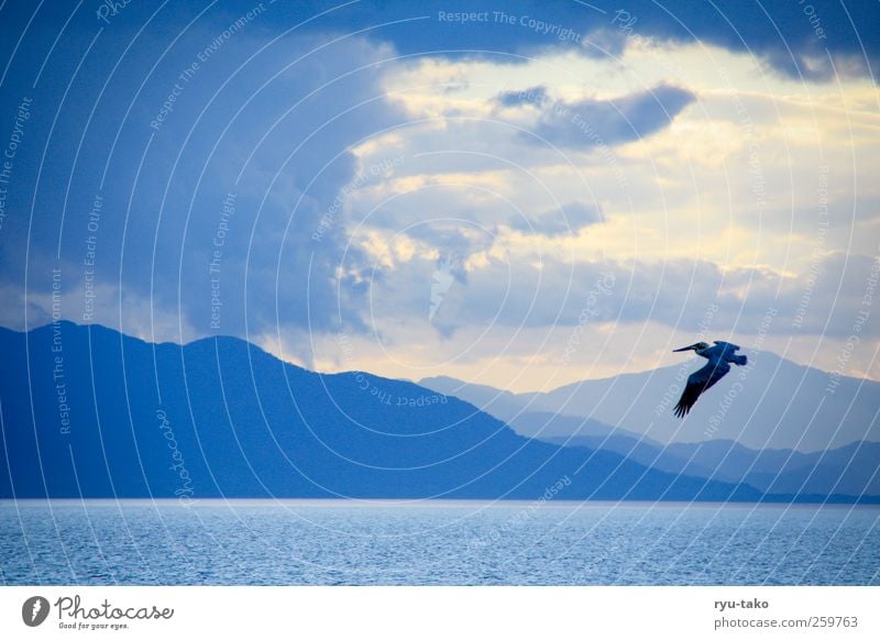 König der Lüfte Natur Landschaft Wasser Wolken Gewitterwolken Sommer Urwald Berge u. Gebirge Meer Tier Vogel Flügel 1 beobachten fliegen genießen ästhetisch