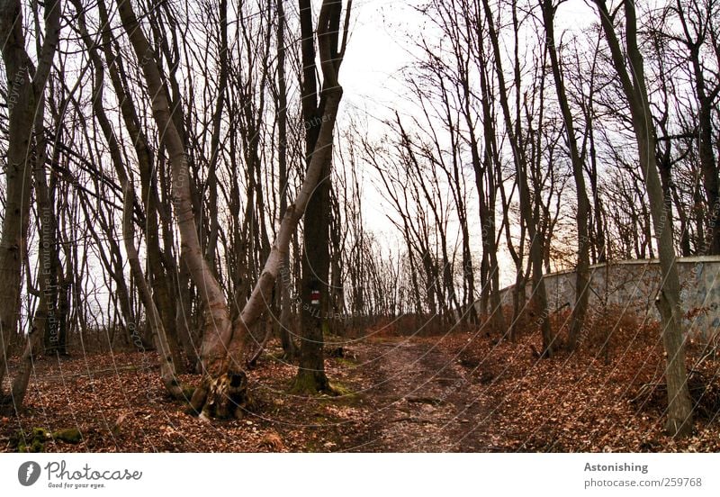 entlang der Mauer Umwelt Natur Landschaft Pflanze Erde Himmel Herbst Winter Wetter Baum Blatt Wald Hügel Wand Wege & Pfade hoch braun rot schwarz weiß Baumstamm