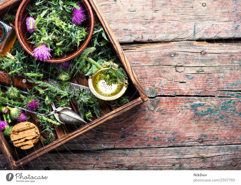 Heilkräuter-Distel Onopordum Kräuterkunde Stachelige Kratzdistel Pflanze Kraut Natur Kräuterbuch Medizin natürlich medizinisch Gesundheit Blüte Kräuterkundige