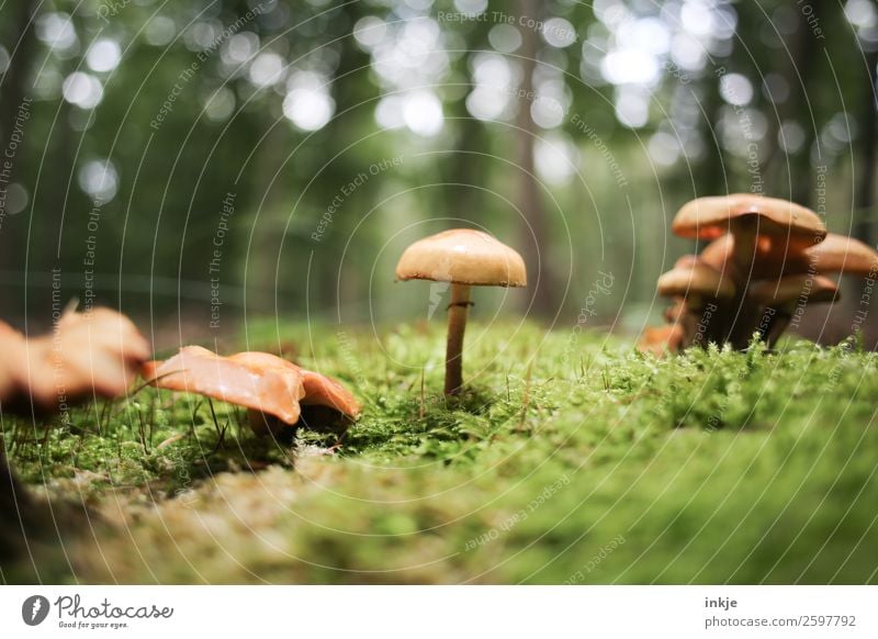 Ein Pilz, mittig, daneben weitere Pilze. Unten Moos. Natur Pflanze Herbst Schönes Wetter Waldboden stehen frisch klein natürlich saftig Sauberkeit braun grün