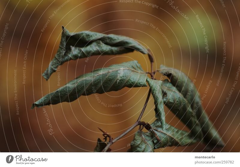 Trocken Umwelt Natur Pflanze Herbst schlechtes Wetter Dürre Baum Blatt Grünpflanze Wildpflanze alt einfach kaputt natürlich dünn trist trocken wild braun