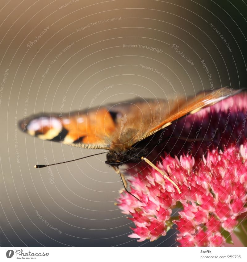 Schmetterling im Spätsommer Indian Summer Altweibersommer Edelfalter September Letzte Sommertage Herbstbeginn Falter Herbstblume Fühler Flügel Septemberwetter