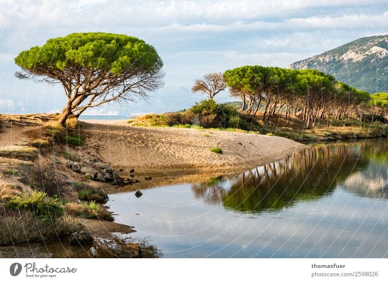 Pinien am Meer Ferien & Urlaub & Reisen Ferne Sommer Sommerurlaub Strand Landschaft Himmel Wolken Schönes Wetter Baum Gras Sträucher Küste Flussufer Bucht