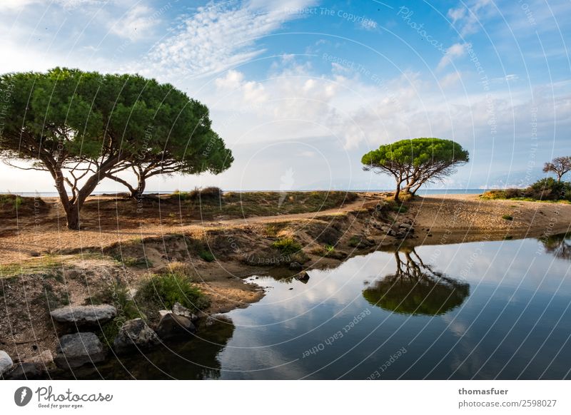 Pinien am Meer Ferien & Urlaub & Reisen Sommer Sonne Strand Insel Landschaft Himmel Schönes Wetter Küste Bucht Sardinien Italien ästhetisch exotisch ruhig