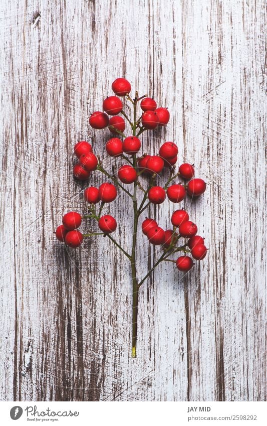 Zweige des Hollinetzes, auf rustikalem Holz Frucht Winter Schnee Dekoration & Verzierung Veranstaltung Valentinstag Erntedankfest Weihnachten & Advent