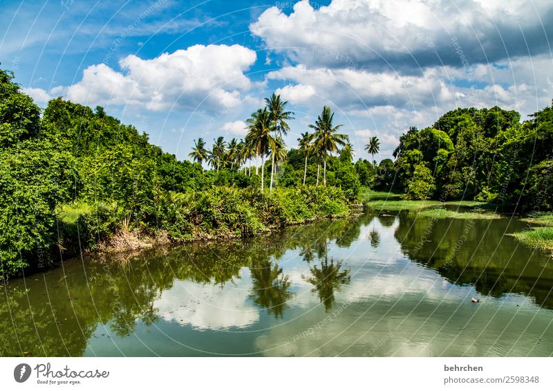 heiter bis wolkig Ferien & Urlaub & Reisen Tourismus Ausflug Abenteuer Ferne Freiheit Natur Landschaft Himmel Wolken Pflanze Baum Sträucher Blatt Palme Urwald