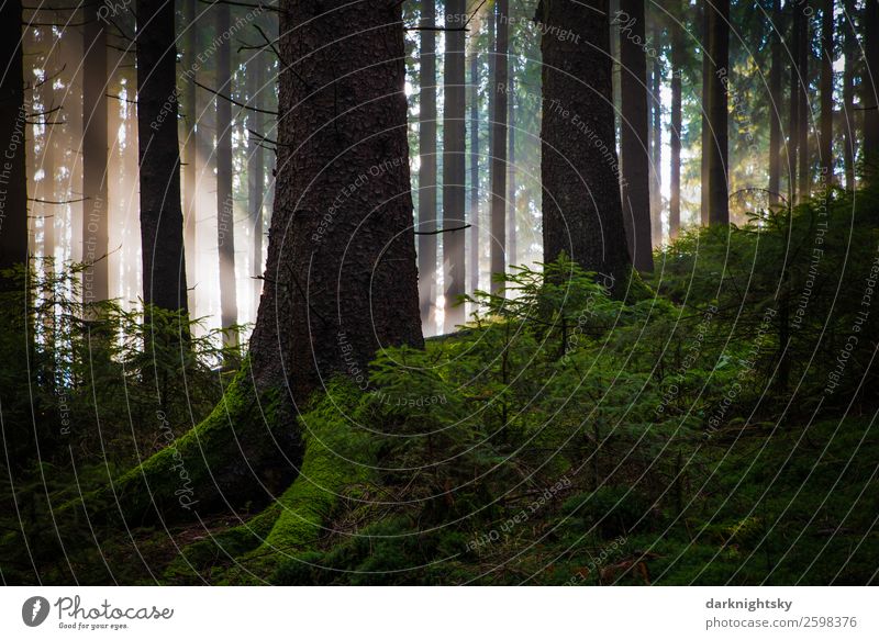 Tannenwald mit Sonnenlicht Strahlen Umwelt Natur Landschaft Pflanze Luft Himmel Sommer Klima Schönes Wetter Nebel Baum Moos Grünpflanze Wald alt groß klein grün