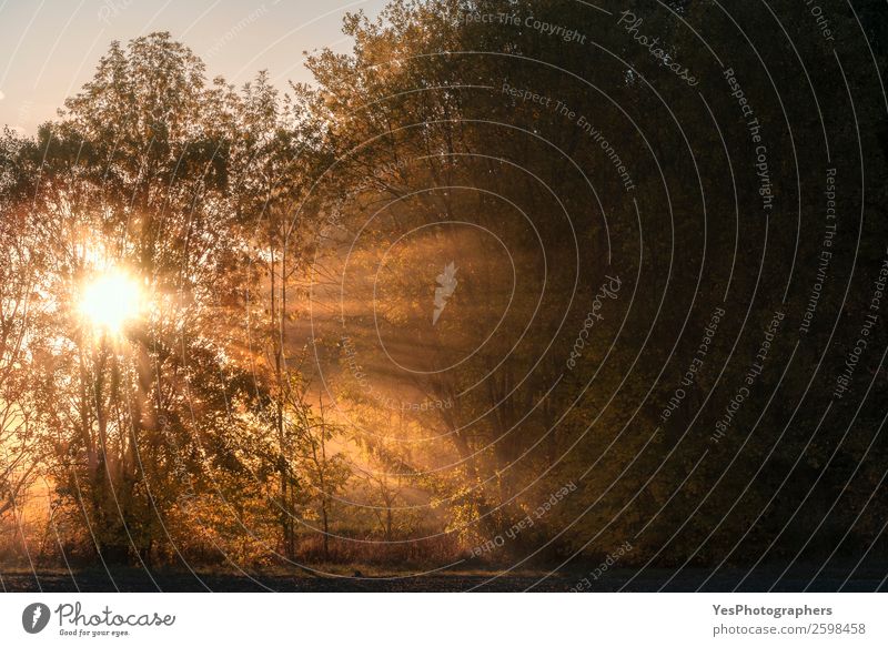 Sonnenstrahlen, die durch Nebel und Bäume scheinen. Natur Landschaft Herbst Schönes Wetter Baum Wald träumen natürlich Gefühle genießen Idylle Inspiration