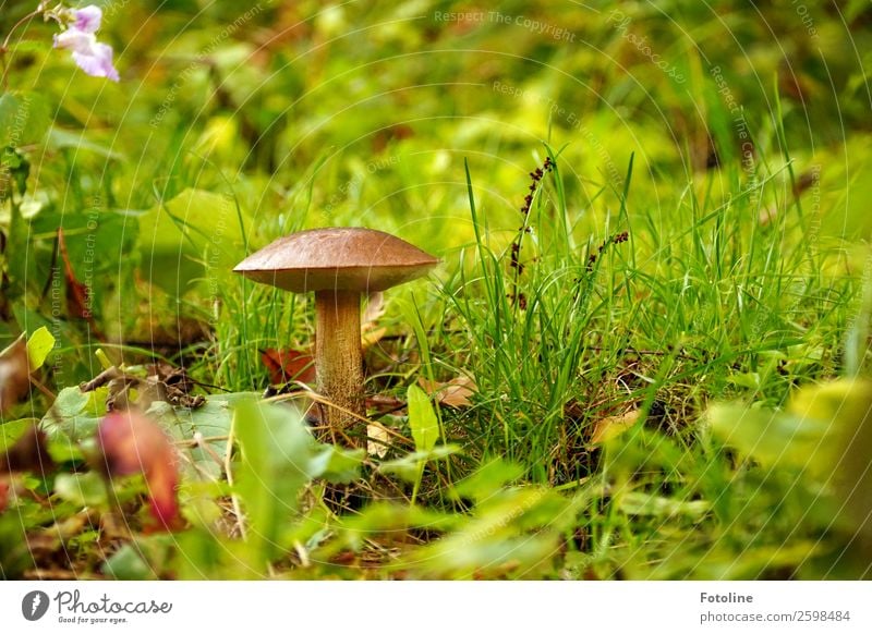 Es gibt sie doch! Umwelt Natur Landschaft Pflanze Urelemente Erde Herbst Gras Wald hell nah natürlich Wärme Pilz Pilzhut Birkenpilz herbstlich Herbstlaub