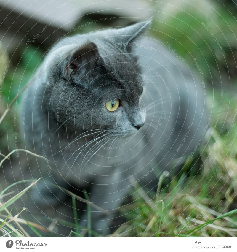 Ein Garten so groß wie die Welt :-) Wiese Haustier Katze 1 Tier Tierjunges beobachten entdecken hocken Blick Neugier niedlich Gefühle Stimmung Wachsamkeit