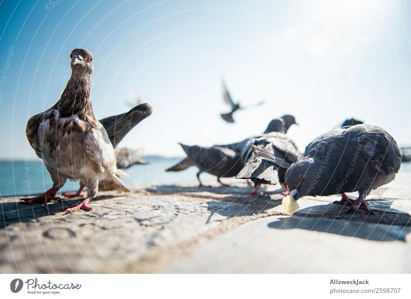 Taubenballett 3 Tier Vogel mehrere Tiergruppe Menschenleer Sommer Sonne Schönes Wetter Blauer Himmel Wolkenloser Himmel Nahaufnahme Tierporträt Tanzen