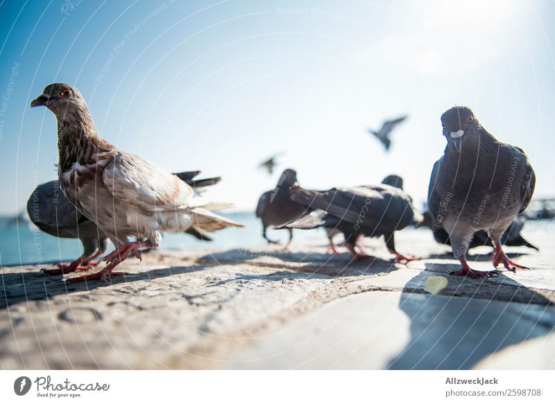 Taubenballett 4 Tier Vogel mehrere Tiergruppe Menschenleer Sommer Sonne Schönes Wetter Blauer Himmel Wolkenloser Himmel Nahaufnahme Tierporträt Tanzen