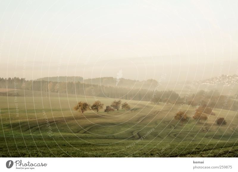 Spuren Umwelt Natur Landschaft Pflanze Himmel Sonnenlicht Herbst Schönes Wetter Nebel Baum Grünpflanze Nutzpflanze Wiese Feld Wald Hügel authentisch grün ruhig