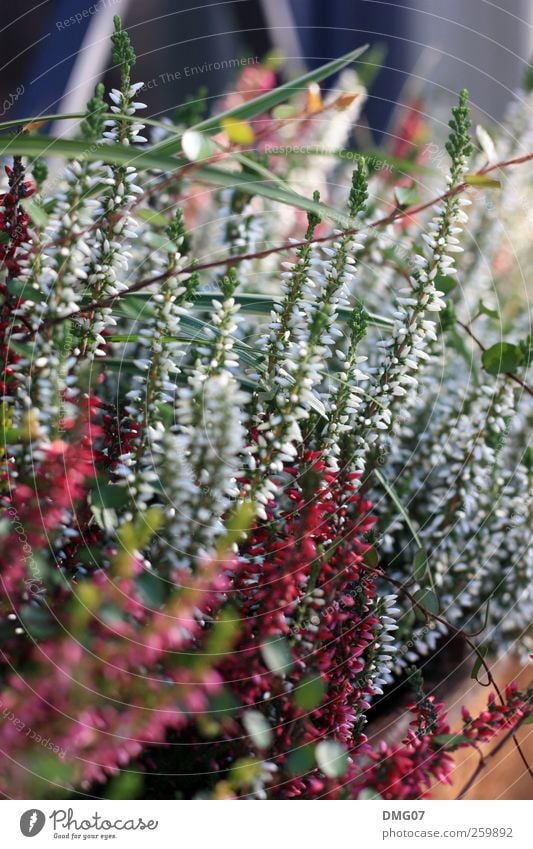 Floristik Natur Pflanze Frühling Sommer Herbst Winter Gras Sträucher Grünpflanze Garten Park ästhetisch außergewöhnlich Duft Freundlichkeit Fröhlichkeit frisch