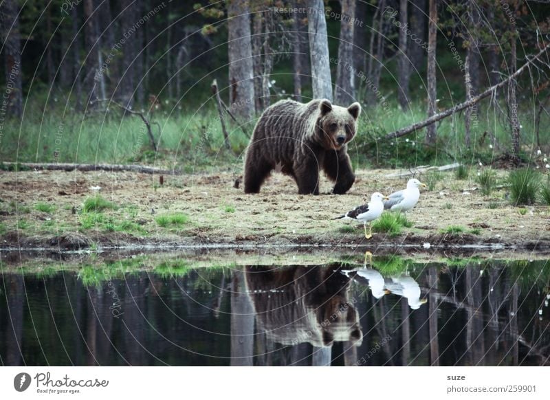 Hm, legga Möwe Jagd Umwelt Natur Landschaft Tier Wald Seeufer Teich Fell Wildtier Vogel 3 beobachten bedrohlich Neugier stark wild braun Kraft Appetit & Hunger