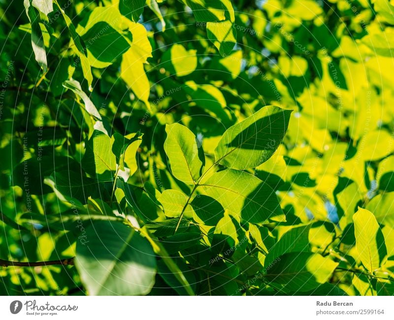 Hinterleuchtete frische grüne Baumblätter im Sommer Blatt Hintergrundbild hintergrundbeleuchtet Frühling Natur Pflanze Ast natürlich Umwelt hell Wachstum Sonne