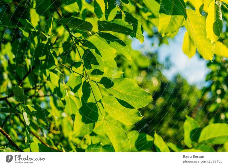 Hinterleuchtete frische grüne Baumblätter im Sommer Blatt Hintergrundbild hintergrundbeleuchtet Frühling Natur Pflanze Ast natürlich Umwelt hell Wachstum Sonne