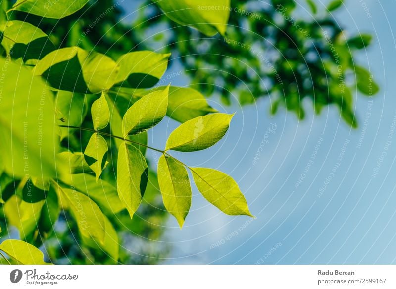 Hinterleuchtete frische grüne Baumblätter im Sommer Blatt Hintergrundbild hintergrundbeleuchtet Frühling Natur Pflanze Ast natürlich Umwelt hell Wachstum Sonne