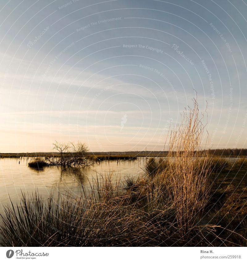 WinterSpaziergang II Umwelt Natur Landschaft Pflanze Himmel Horizont Sonnenlicht Klima Schönes Wetter Sträucher Wildpflanze Moor Sumpf See Himmelmoor