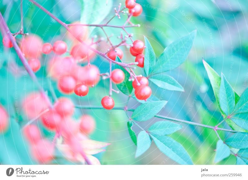 beerenbusch Umwelt Natur Pflanze Sträucher Blatt Beerensträucher ästhetisch natürlich blau grün rot Farbfoto Außenaufnahme Menschenleer Tag