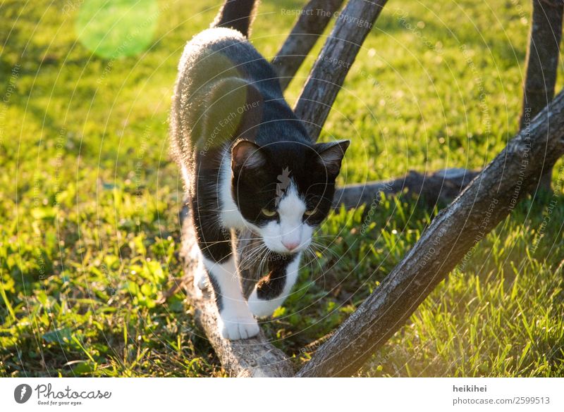 Auf Samtpfoten ... Natur Sonne Sonnenaufgang Sonnenuntergang Frühling Sommer Schönes Wetter Garten Tier Haustier Katze beobachten Bewegung laufen leuchten