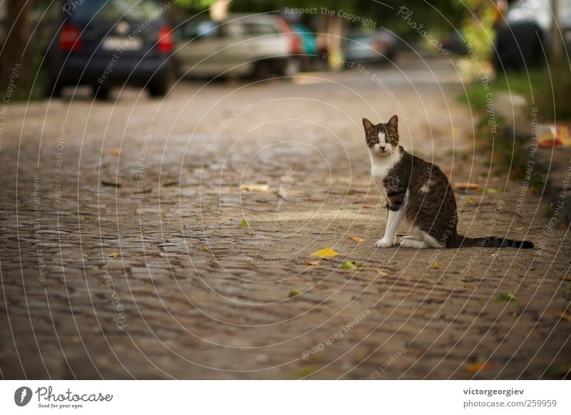 Katze Kleinstadt Stadt Altstadt Straße Tier Haustier Tiergesicht 1 sitzen niedlich Überraschung Straßenbelag PKW entkommen Flucht Hauskatze heimisch verirrt