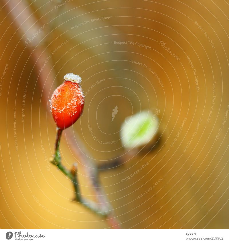 Hagebutte 2 Natur Pflanze Sonnenlicht Winter Klima Schönes Wetter Eis Frost Sträucher Rose Blatt Wildpflanze kalt saftig Wärme braun gelb grün rot