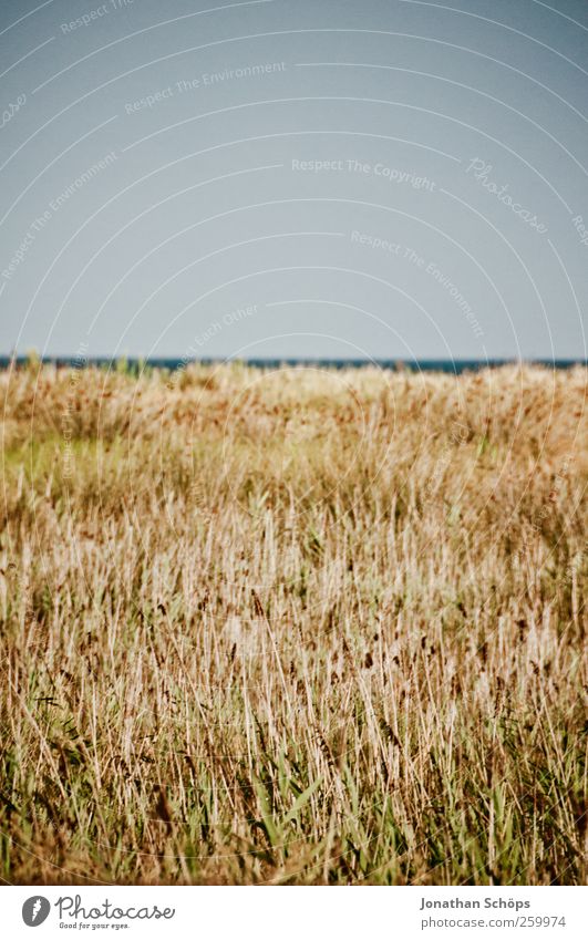 vorne scharf, hinten nicht Ferien & Urlaub & Reisen Abenteuer Ferne Freiheit Sommerurlaub Umwelt Natur Landschaft Himmel Wolkenloser Himmel Schönes Wetter braun