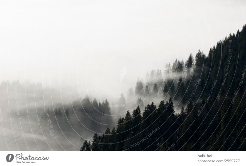 SCHWARZwald Ferien & Urlaub & Reisen Tourismus Ausflug Abenteuer Ferne Freiheit Berge u. Gebirge wandern Natur Landschaft Pflanze Himmel Herbst Nebel Baum Feld