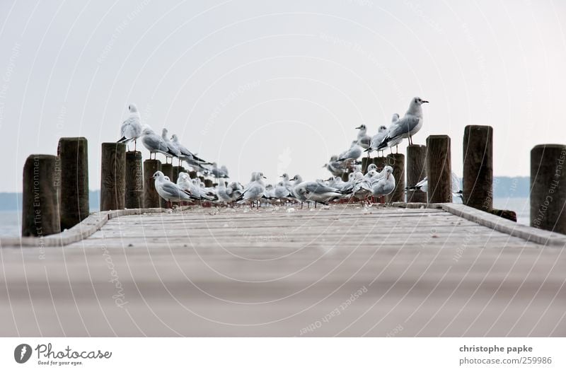 versammlung Ausflug Seeufer Tier Wildtier Vogel Tiergruppe Schwarm Holz Langeweile Möwe Steg Farbfoto Außenaufnahme Menschenleer Textfreiraum oben