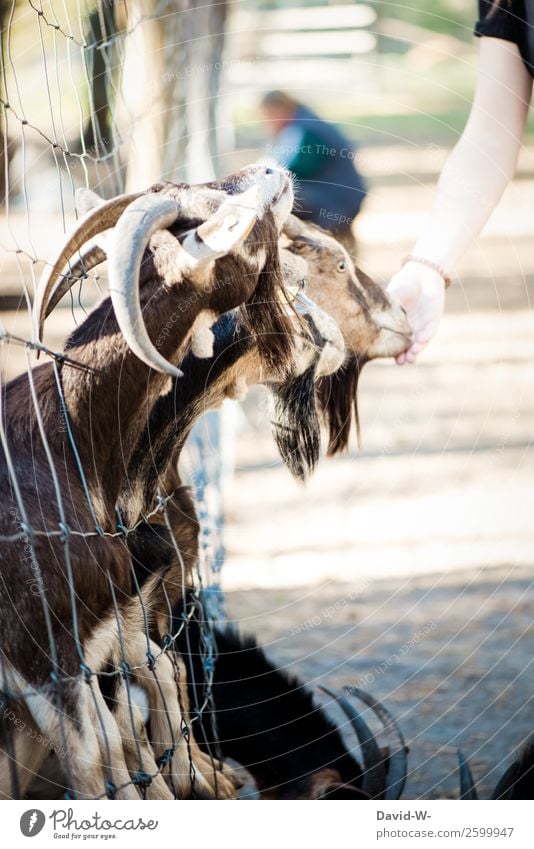 Hunger Mensch Mädchen Frau Erwachsene Leben Hand Umwelt Natur Sommer Herbst Schönes Wetter Park Tier Nutztier Zoo Streichelzoo 1 Tiergruppe Herde beobachten