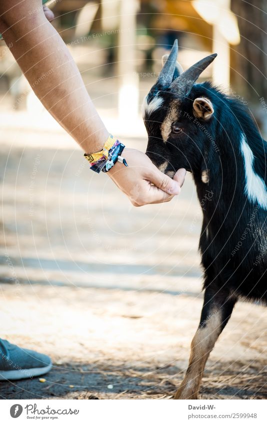 du bekommst natürlich auch etwas Mensch Mann Erwachsene Arme Hand 1 Umwelt Natur Schönes Wetter Tier Nutztier Wildtier berühren niedlich Fressen