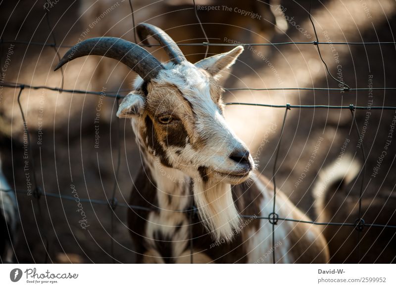 neugierig Natur Sommer Herbst Schönes Wetter Park Wald Tier Nutztier Wildtier Fell Zoo Streichelzoo 1 beobachten Ziegenbock Ziegenbart Übelriechend Horn Neugier