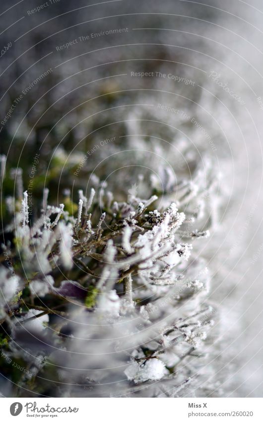 Rauer Reif Natur Winter schlechtes Wetter Eis Frost Schnee Pflanze Sträucher kalt gefroren Ast Zweig Zweige u. Äste Farbfoto Gedeckte Farben Außenaufnahme