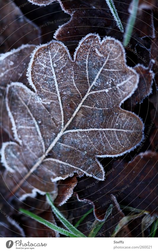 Eichenblatt mit Raureif in Winterkälte Wintereinbruch Kälteeinbruch heimisch nordisch nordische Kälte frieren kalt Kälteschock Eiskristalle Blattadern