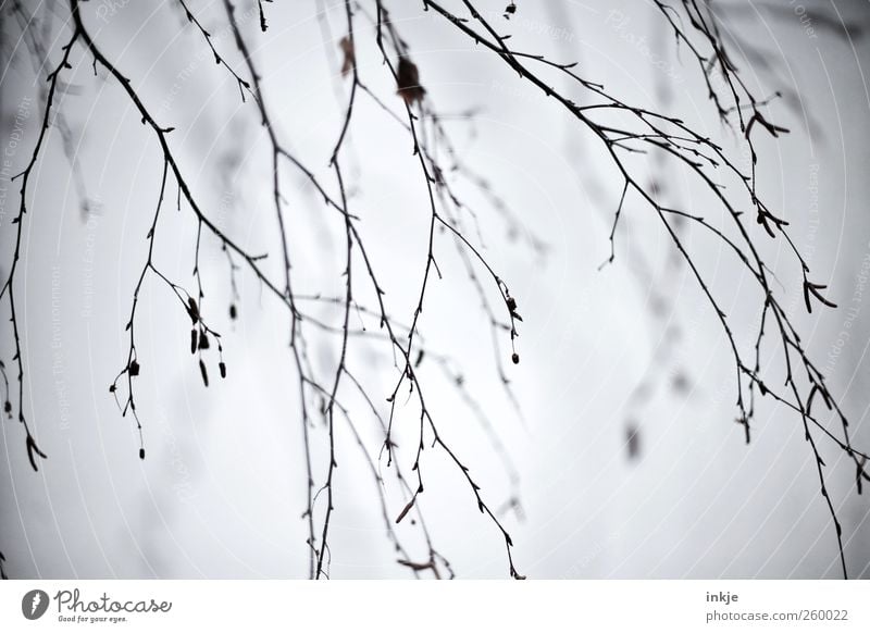 Gruselgeäst Natur Pflanze Himmel Herbst Winter Klima Nebel Baum Wildpflanze Ast Zweige u. Äste Weide Geäst Garten Park hängen dunkel dünn kalt viele Gefühle