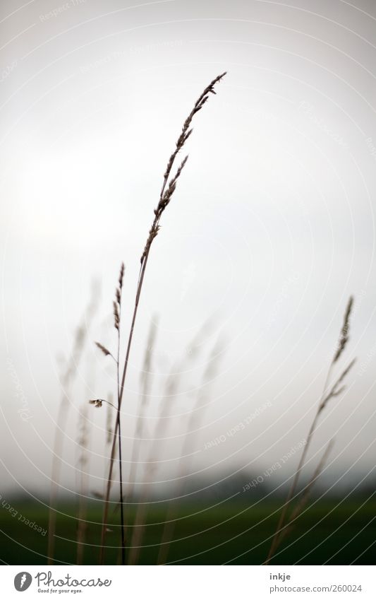 Gräser Umwelt Natur Landschaft Pflanze Himmel Horizont Herbst Winter Klima Wetter Nebel Gras Wildpflanze Wiese Feld Stadtrand Menschenleer dunkel dünn groß kalt