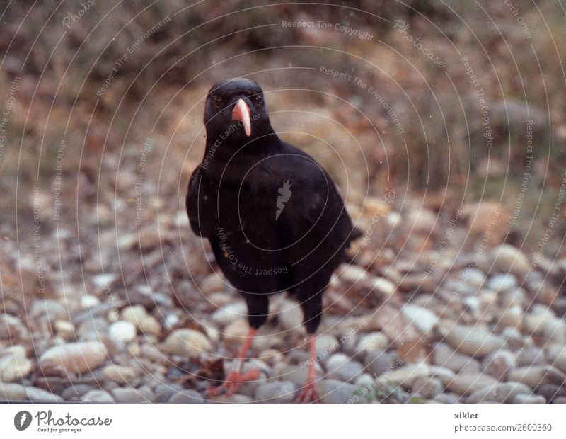 schwarzer Vogel Natur Erde Luft Himmel Zoo 1 Tier Aggression dunkel natürlich schön Sympathie Gelassenheit Einsamkeit rein Umwelt Umweltschutz Farbfoto