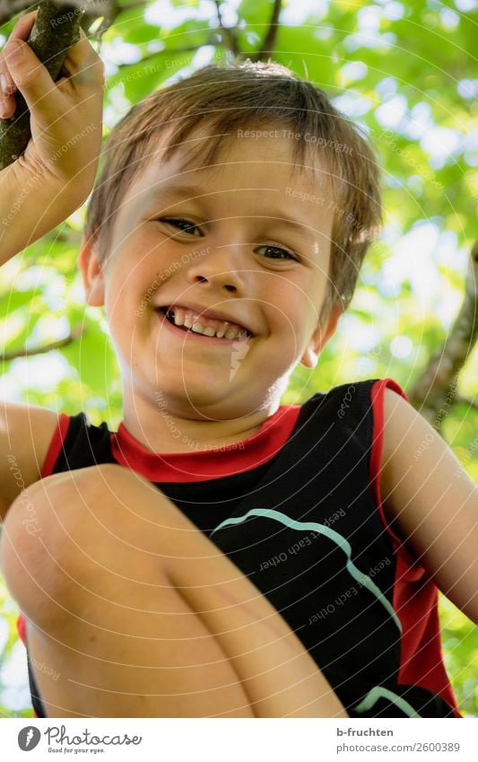 Kind beim Baumklettern Freude Freizeit & Hobby Ausflug Gesicht 1 Mensch 3-8 Jahre Kindheit Sommer Wald Spielen Fröhlichkeit Kraft Freiheit baumklettern Klettern