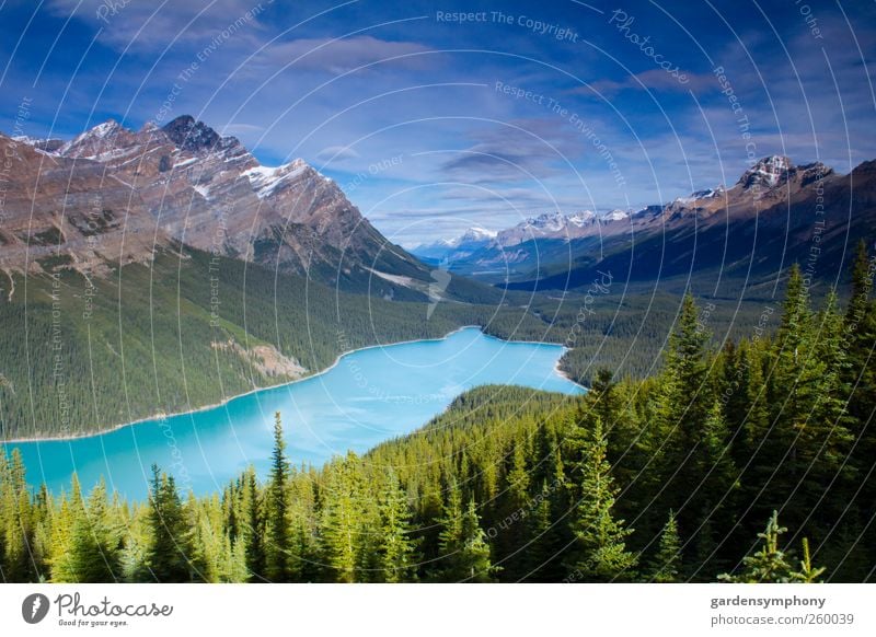 Peyto See Ferien & Urlaub & Reisen Tourismus Sommer Berge u. Gebirge Umwelt Natur Landschaft Himmel Wetter Schönes Wetter Baum Wildpflanze Park Wald Urwald