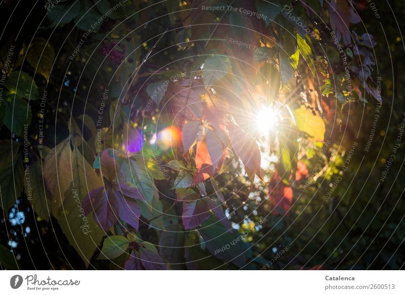 Sonnenfenster Natur Pflanze Herbst Schönes Wetter Blatt Wildpflanze Wilde Weinrebe Wilder Wein Garten glänzend leuchten Wärme braun gold grün violett orange